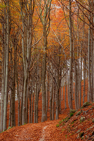 Red forest in autumn at Colle del Melogno, Italy.