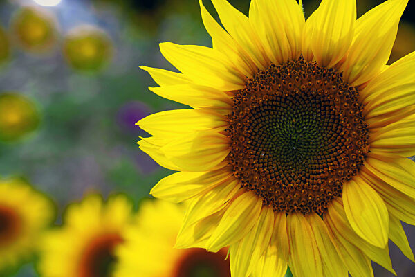 Ökologische Landwirtschaft