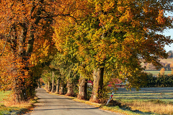 fall colored trees in alley in countryside