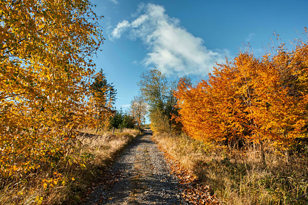 Countryside landscape, autumn season, with fall colored tree