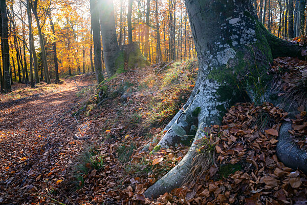 Golden Autumn forest landscape with big vibrant trees