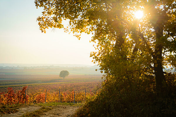Golden Autumn forest landscape with big vibrant trees