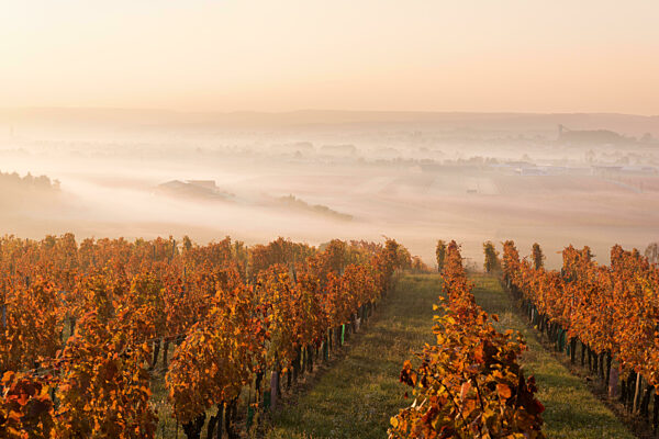 Fog in a landscape in Burgenland with vineyard