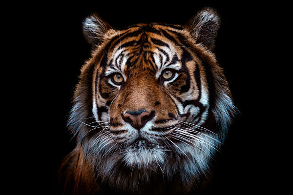 Front view of Sumatran tiger isolated on black background. Portrait of Sumatran tiger (Panthera tigris sumatrae)