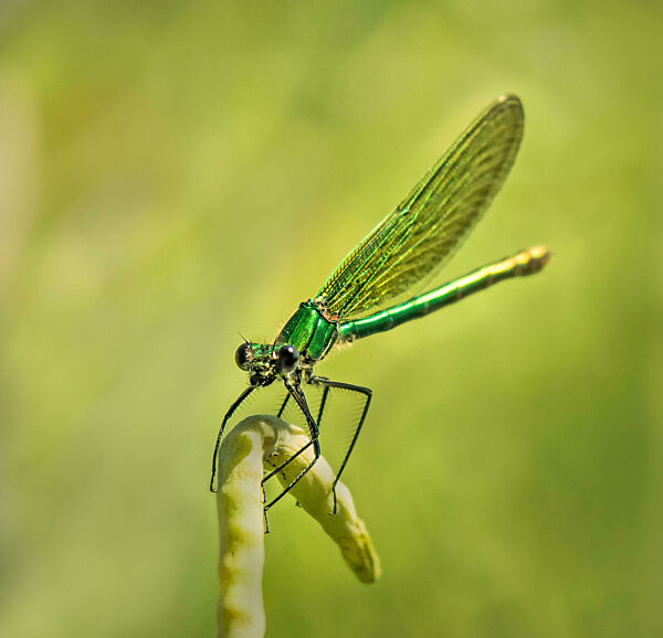 Gebänderte Prachtlibelle 'Calopteryx splendens' weiblich