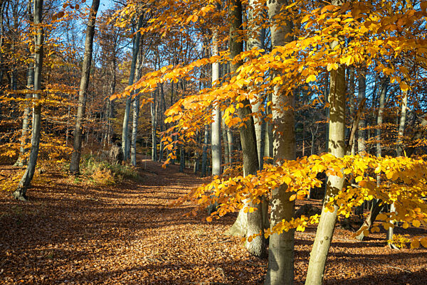Pathway in the autumn forest