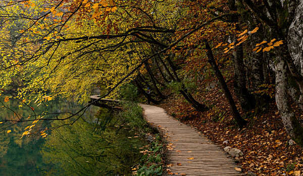 a rustic wooden boardwalk leading along the shores of a picturesque mountain lake with trees and foliage in intense fall colors