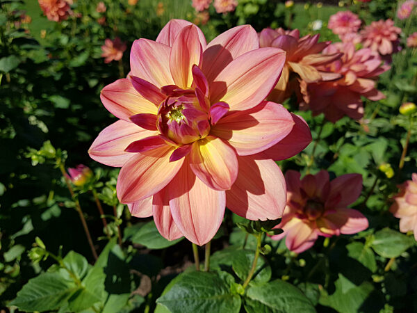Seerosendahlie 'IGA Rostock 2003', Dahlia cultivar