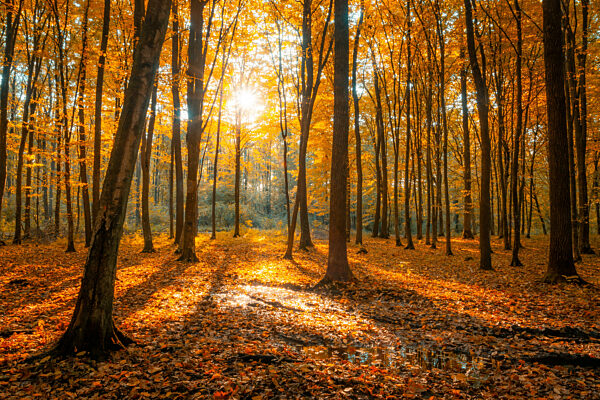 Orange autumn forest illuminated by the sun