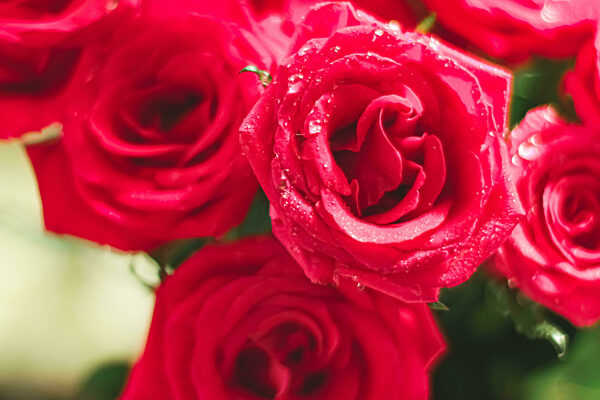 Bouquet of red roses as floral holiday gift, beautiful fresh garden flowers as home decor