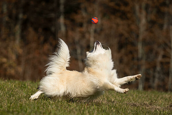 Islandhund, von der FCI anerkannte Hunderasse aus Island