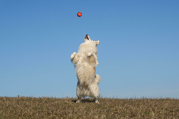 Islandhund, von der FCI anerkannte Hunderasse aus Island