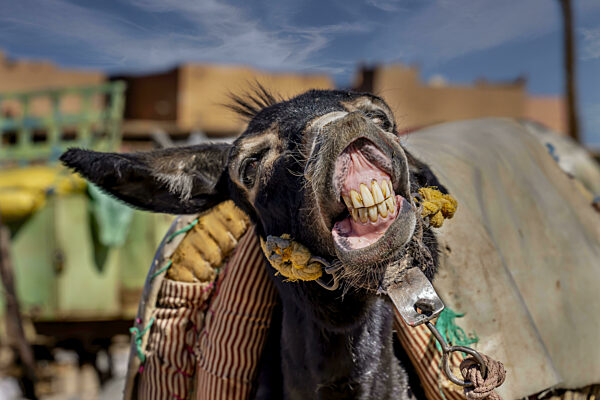 Mules Are Corralled In The Town Of Rissani, Morocco, Africa