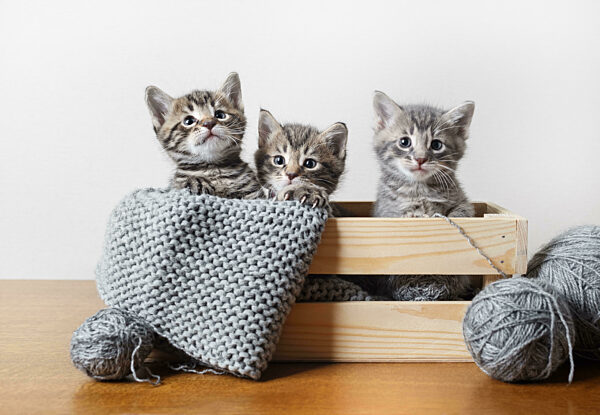 Three little kittens