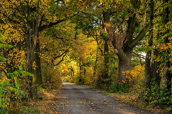 Colorful autumn trees on a country lane