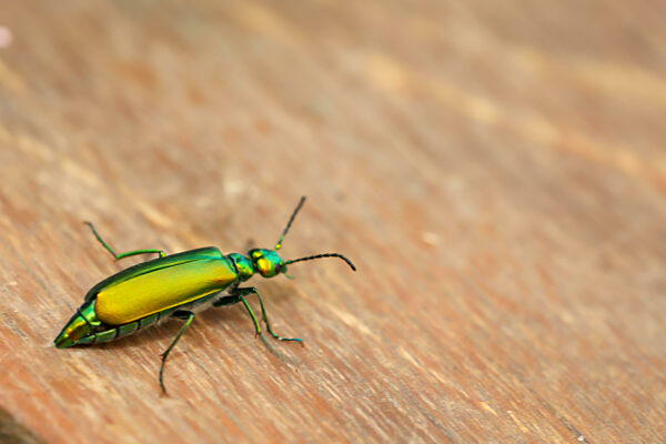 Die Nahaufnahme eines länglichen grün glänzenden Prachtkäfers.