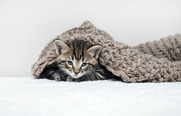 Kitten and knitted blanket