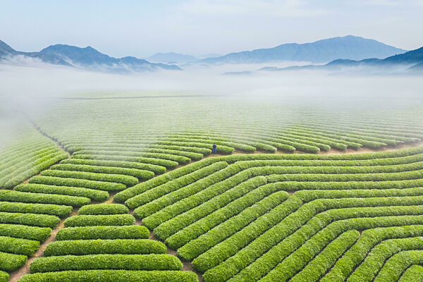 beautiful tea plantation landscape