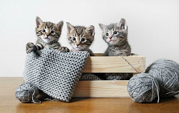 Three cute kittens