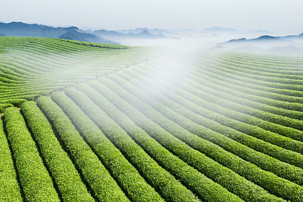 beautiful tea gardens in the mountains