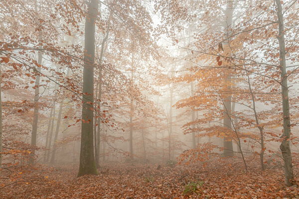 Autumn morning mist in a mountain forest.