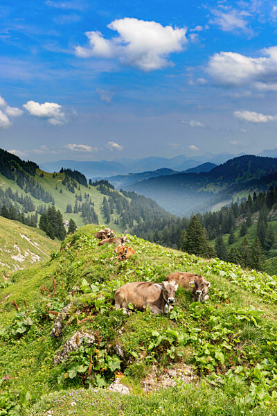 Kühe im Allgäu