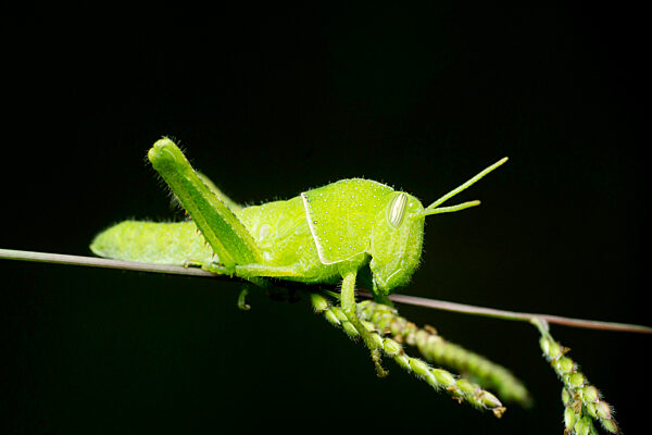 Pigmy green grasshopper, Satara, Maharashtra, India