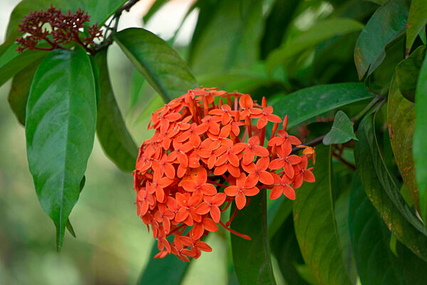 West Indian jasmine flowers, Ixora species, Satara  Maharashtra India