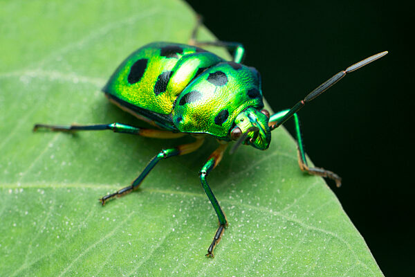 Green jewel bug, Scutiphora pedicellata, satara maharashtrab india