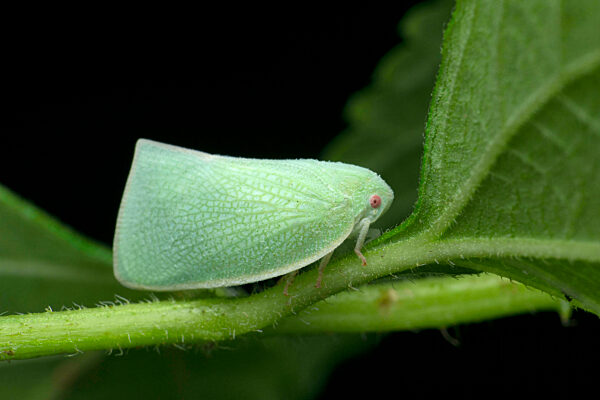 Fulgorid treehopper, Siphanta species, Satara, Maharashtra, India