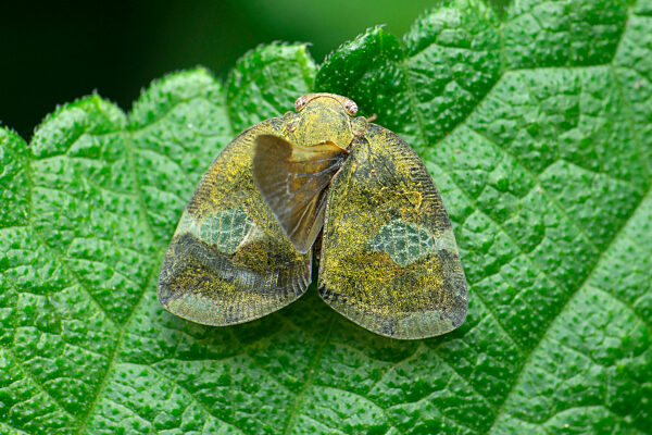 Fulgorid hopper, Elasmoscelis species, Satara, Maharashtra, India