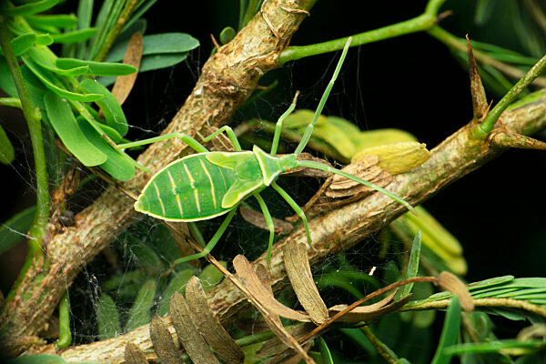 Green soldier bug, Chinavia hilaris, Satara, Maharashtra, India