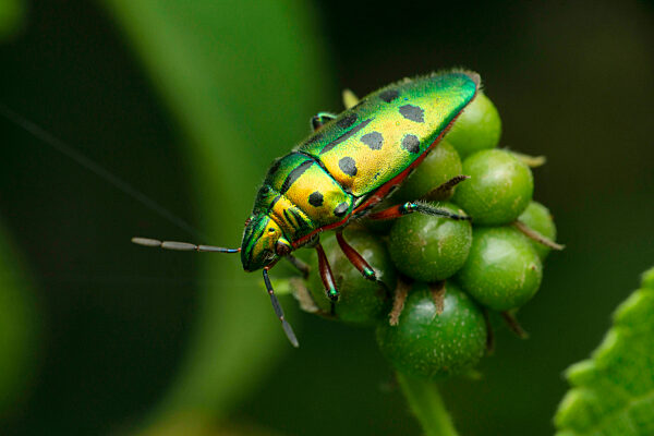 Green jewel bug insect, Scutiphora species, Satara, Maharashtra, India