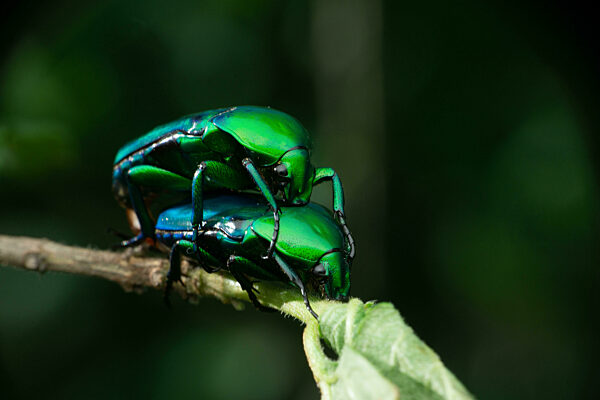 Mating pair of green jewel beetle Front view, Cyprolais quadrimaculata (Fabricius, 1781) , Satara, Maharashtra, India