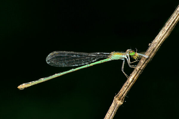 Common blue damselfly , Enallagma cyathigerum, Satara, Maharashtra, India