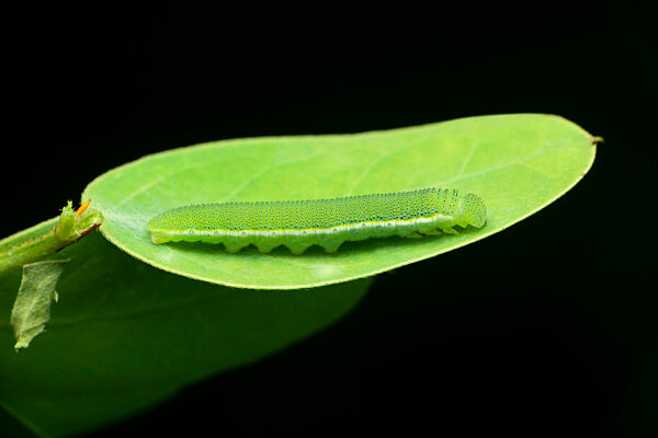 Cotton moth caterpillar, Satara, Maharashtra, India