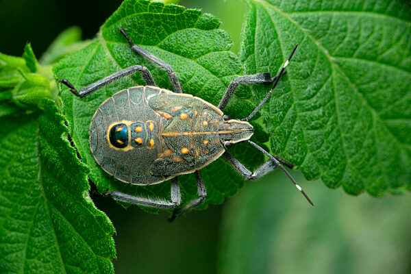 Grey giant stink bug, Satara, Maharashtra, India