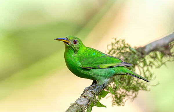 Green honeycreeper female (Chlorophanes spiza) Costa Rica
