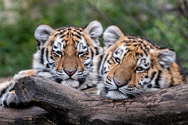 Cute siberian tiger cub, Panthera tigris altaica