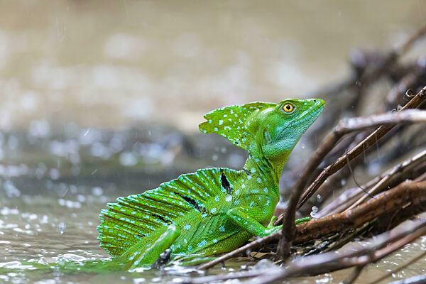 Plumed green basilisk (Basiliscus plumifrons) Cano Negro, Costa Rica wildlife