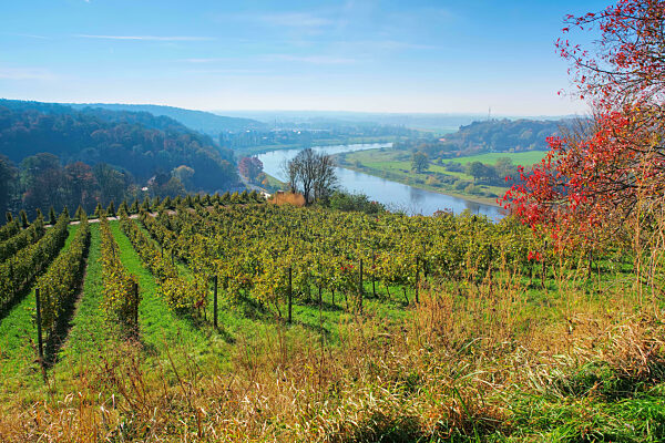 Blick über herbstliche Weinberge an der Elbe in Sachsen, Deutschland - view over autumn vineyards near the river Elbe in Saxony, Germany