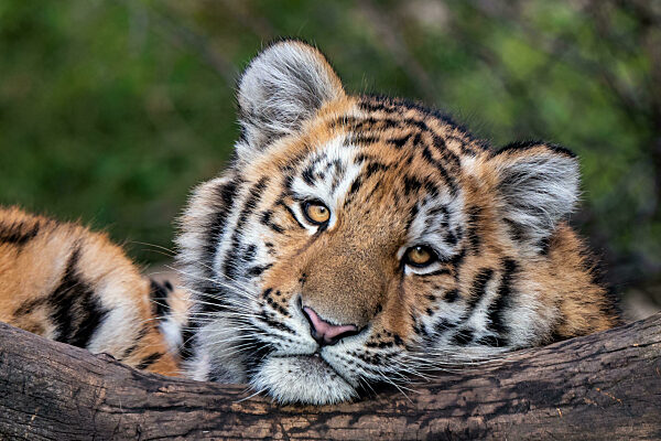 Cute siberian tiger cub, Panthera tigris altaica