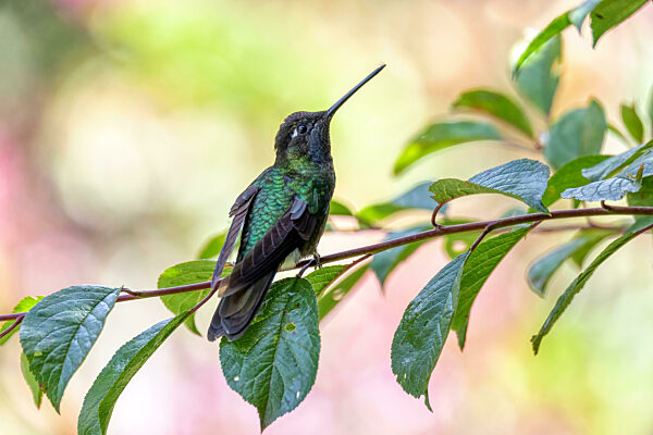 violet-headed hummingbird (Klais guimeti), San Gerardo de Dota, Costa Rica.