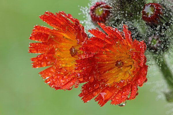 Orangerotes Habichtskraut (Hieracium aurantiacum)
