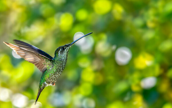 Talamanca hummingbird (Eugenes spectabilis) or admirable hummingbird