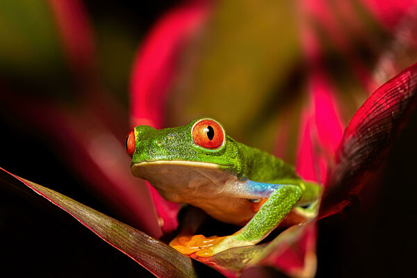 Red-eyed tree frog (Agalychnis callidryas) Cano Negro, Costa Rica wildlife