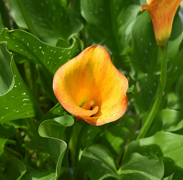 Zantedeschia