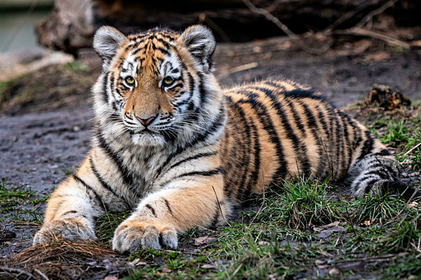 Cute siberian tiger cub, Panthera tigris altaica