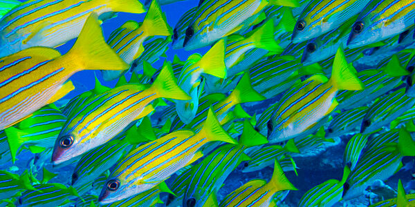 Blue-striped Snapper, Coral Reef, Maldives