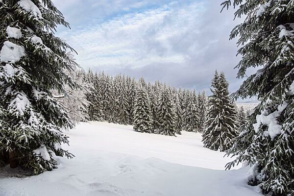 Landschaft im Winter im Thüringer Wald in der Nähe von Schmiedefeld am Rennsteig
